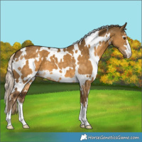 Horse Color:White Spotted Chocolate Palomino Dun 