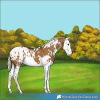 Horse Color:White Spotted Chocolate Palomino Dun Splash Varnish 
