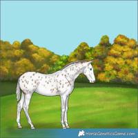 Horse Color:Silver Brown Dun Splash Appaloosa 