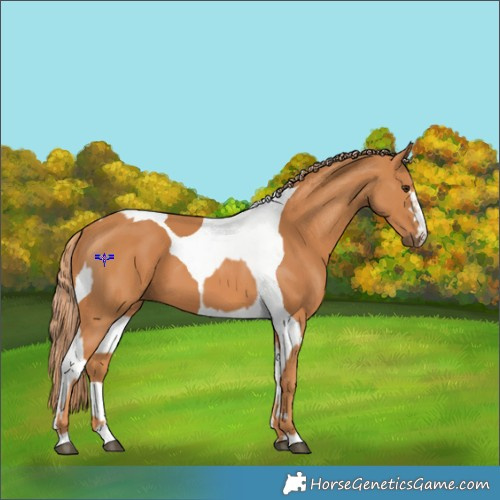 Horse Color:Chestnut  and Chestnut Tobiano 