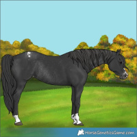 Horse Color:Black Varnish Rabicano 