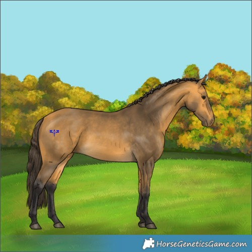 Horse Color:Buckskin 