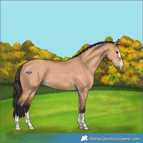 Horse Color:Bay Dun 