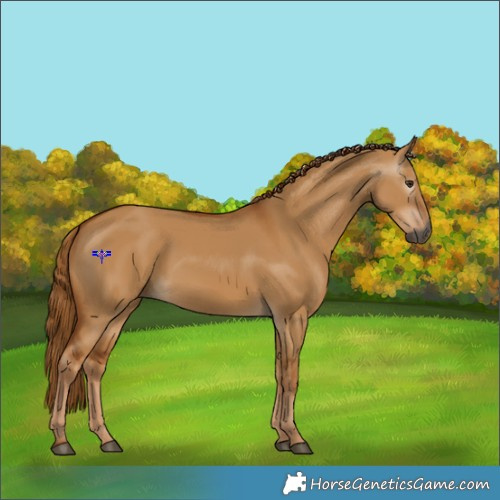 Horse Color:Gray Red Dun 