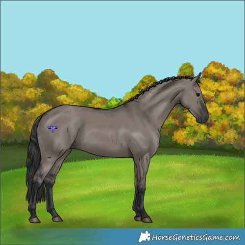 Horse Color:Grullo 