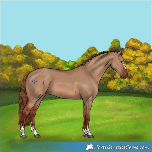 Horse Color:Red Dun 