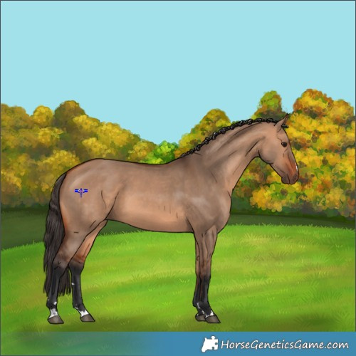 Horse Color:Bay Dun 