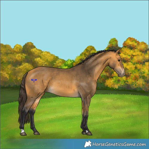 Horse Color:Buckskin 