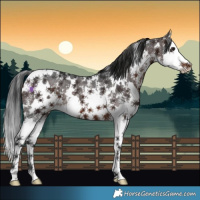 Horse Color:White Spotted Brown Mushroom Sabino Splash 