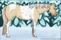 Horse Color:Palomino Roan Dun Tobiano 