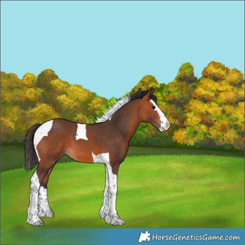 Horse Color:Bay Splash Tobiano Appaloosa