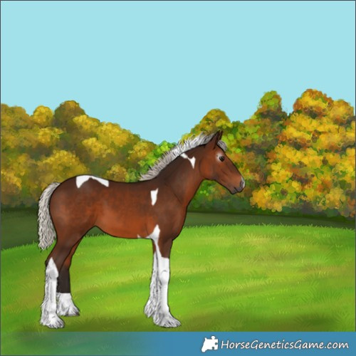 Horse Color:Gray Silver Bay Tobiano
