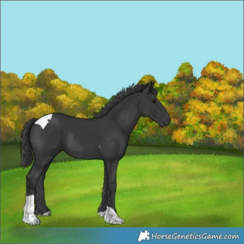 Horse Color:Black Tobiano Rabicano 