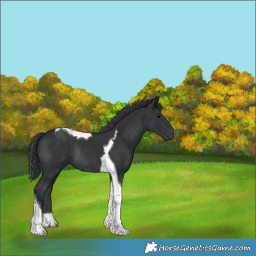 Horse Color:Black Tobiano Rabicano 
