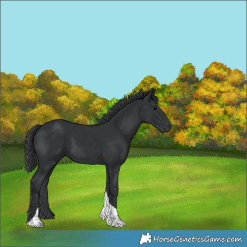 Horse Color:Black Tobiano Rabicano