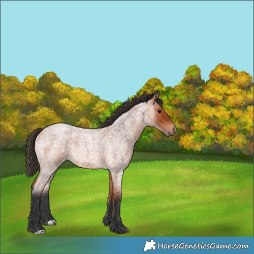 Horse Color:Bay Roan Rabicano 
