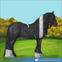 Horse Color:Black Tobiano 