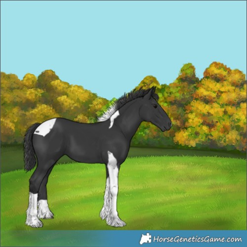 Horse Color:Black Tobiano 