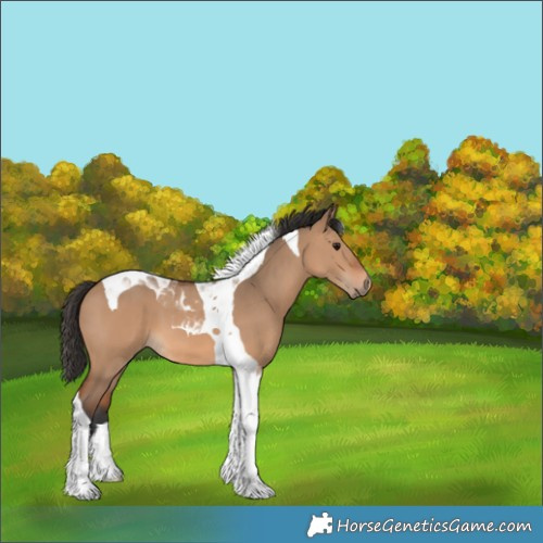 Horse Color:Bay Dun Tobiano