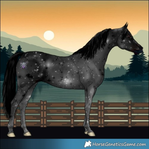 Horse Color:ERROR: UNKNOWN ANOMALY