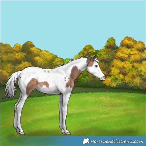 Horse Color:Brown Dun Splash Tobiano