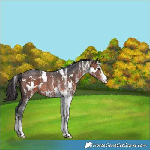 Horse Color:White Spotted Brown Rabicano 