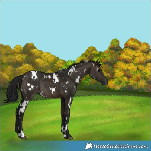 Horse Color:Gray White Spotted Brown Dun Rabicano