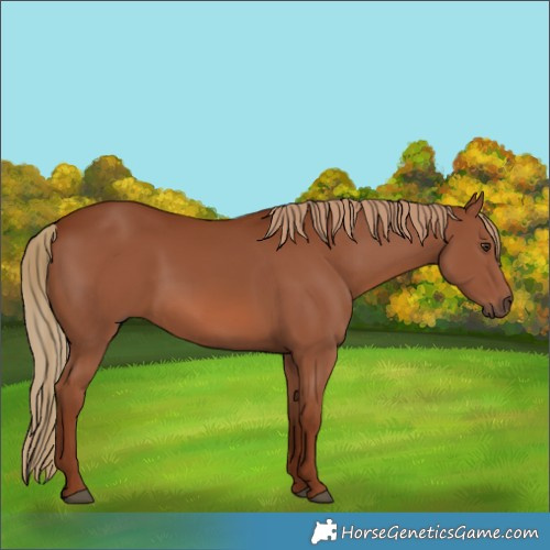 Horse Color:Chestnut 