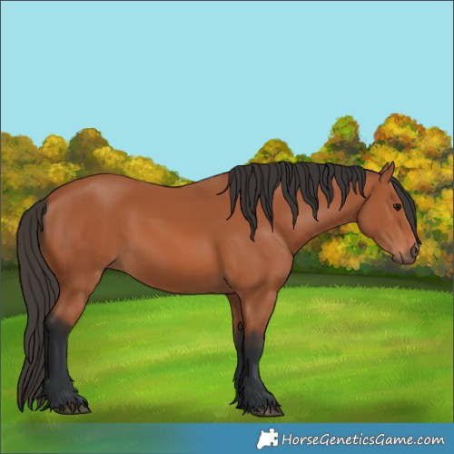 Horse Color:Bay 