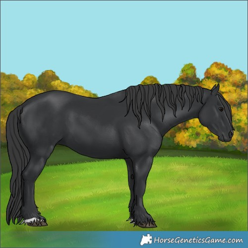 Horse Color:Black 