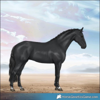 Horse Color:Black 