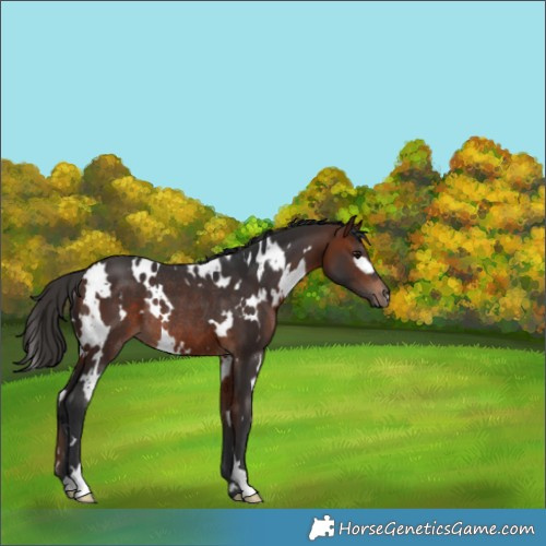 Horse Color:White Spotted Bay Rabicano