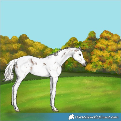 Horse Color:Gray Silver Brown Splash Tobiano Appaloosa 