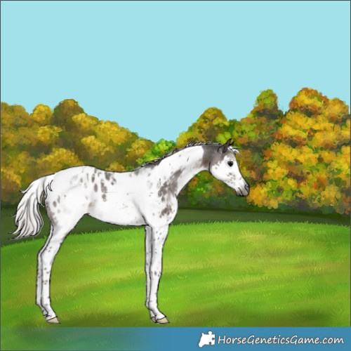 Horse Color:Gray Silver Black Splash Tobiano Appaloosa Rabicano