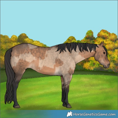 Horse Color:Bay Dun  and Brown Dun 
