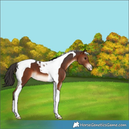 Horse Color:Bay Tobiano 