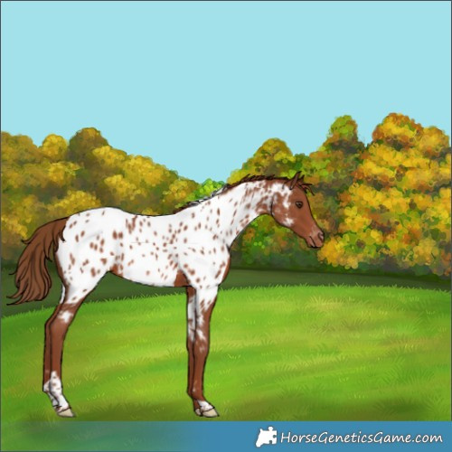 Horse Color:Chestnut Tobiano Appaloosa