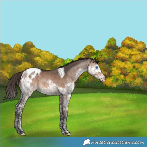 Horse Color:Brown Dun Splash Tobiano Appaloosa 