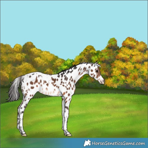 Horse Color:Brown Tobiano Appaloosa