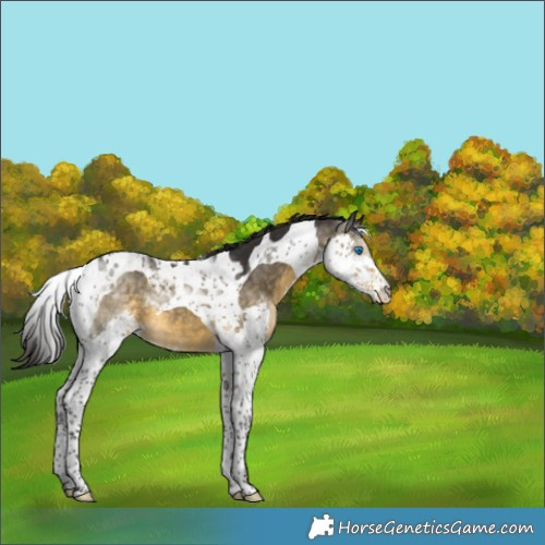 Horse Color:Buckskin Splash Tobiano 