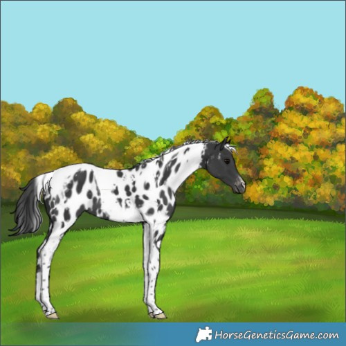 Horse Color:White Spotted Black Tobiano Appaloosa 
