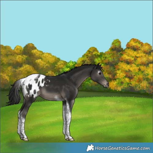 Horse Color:Gray Smoky Black Tobiano Appaloosa 