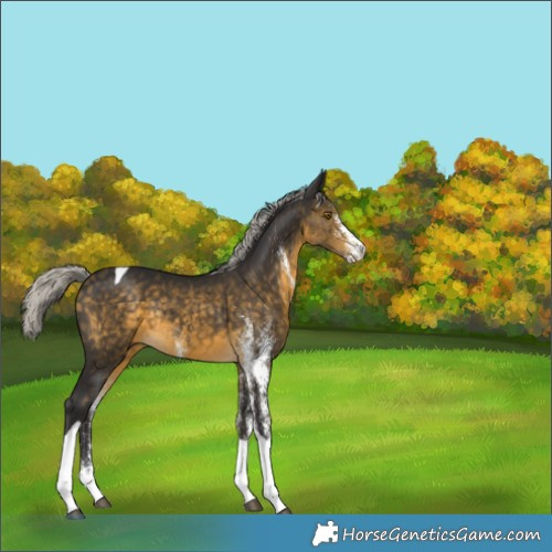 Horse Color:White Spotted Silver Buckskin Tobiano Rabicano 