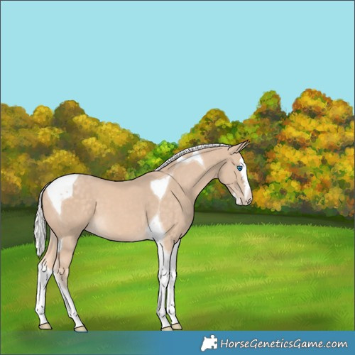 Horse Color:Silver Perlino Splash Tobiano 