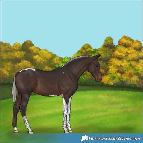 Horse Color:Silver Brown Tobiano 