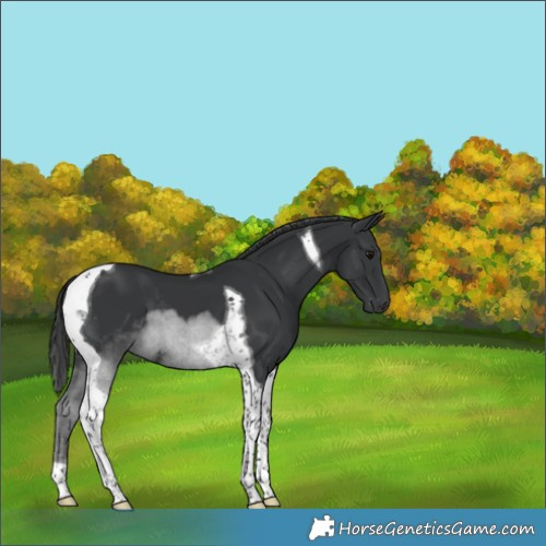 Horse Color:Black Tobiano 