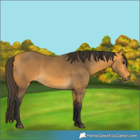 Horse Color:Buckskin 