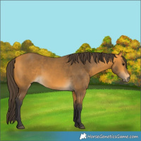Horse Color:Buckskin 