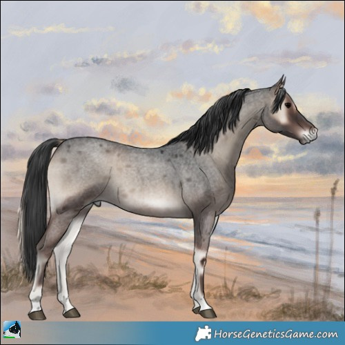 Horse Color:Blue Onyx Roan 