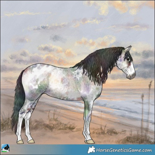 Horse Color:Gray Nacre Brown Ice Roan Onyx Sabino Appaloosa 